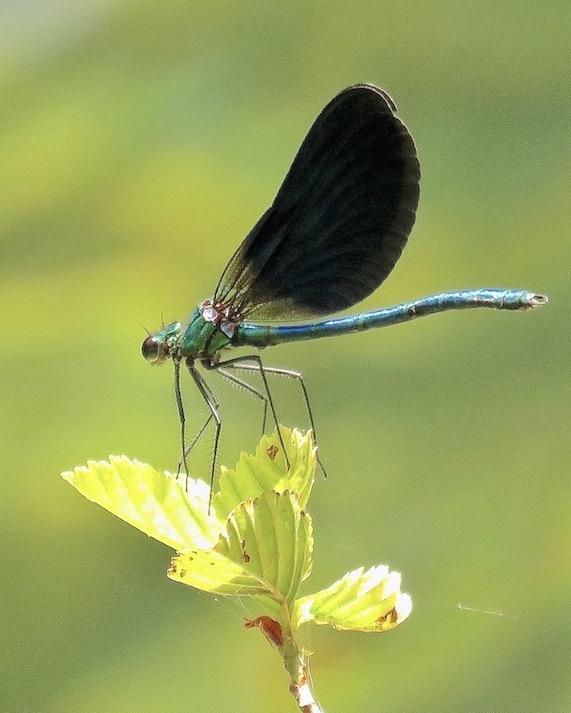 beautiful demoiselle
